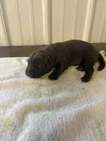 Chip, a male Labrador Retriever for sale in Glencoe, MN – 2 of 3