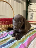 Penny, a female Labrador Retriever for sale in Glencoe, MN – 2 of 4