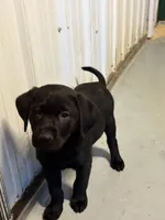 Raven, a male Labrador Retriever for sale in Glencoe, MN – Photo 1 of 3