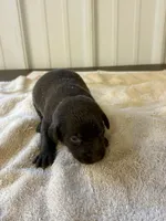 Faith , a female Labrador Retriever for sale in Glencoe, MN – 3 of 4