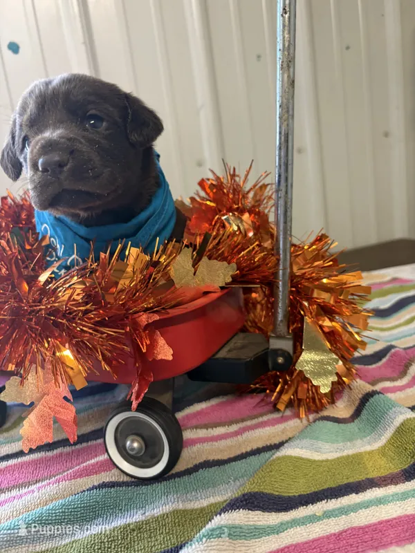 Joy – Labrador Retriever puppy for sale in Glencoe, MN