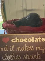 Primce, a male Labrador Retriever for sale in Glencoe, MN – 3 of 3