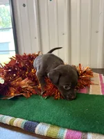Peanut , a female Labrador Retriever for sale in Glencoe, MN – 3 of 3