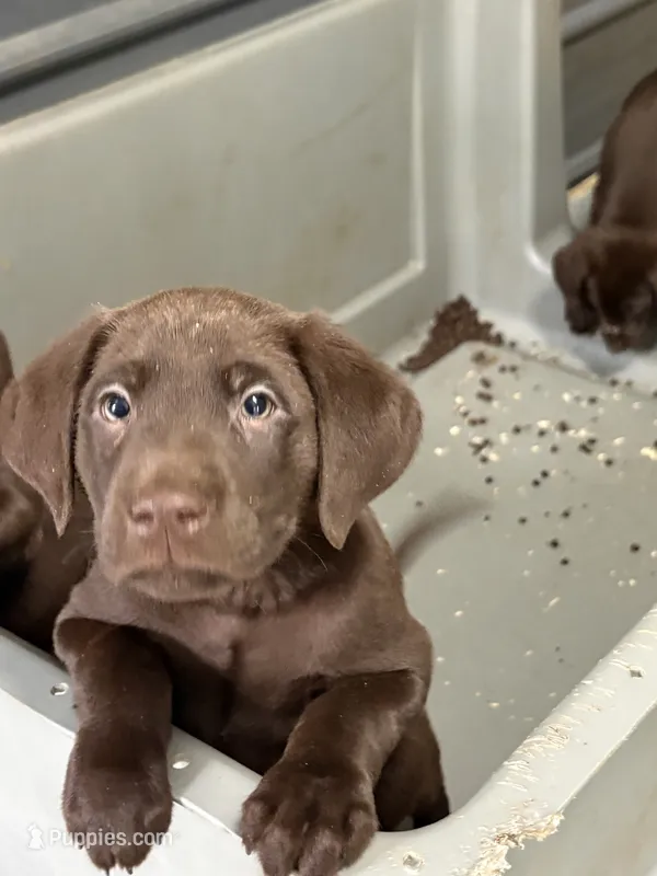 Grace – Labrador Retriever puppy for sale in Glencoe, MN