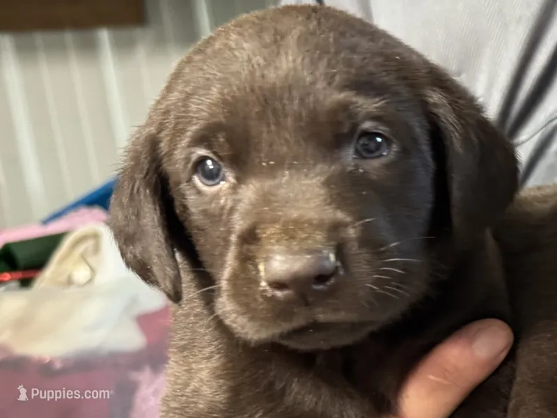 Goose  – Labrador Retriever puppy for sale in Glencoe, MN