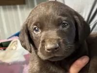 Goose , a male Labrador Retriever for sale in Glencoe, MN – 1 of 6