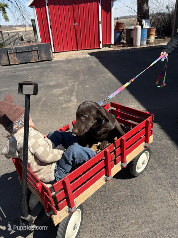Jack – Labrador Retriever puppy for sale in Glencoe, MN