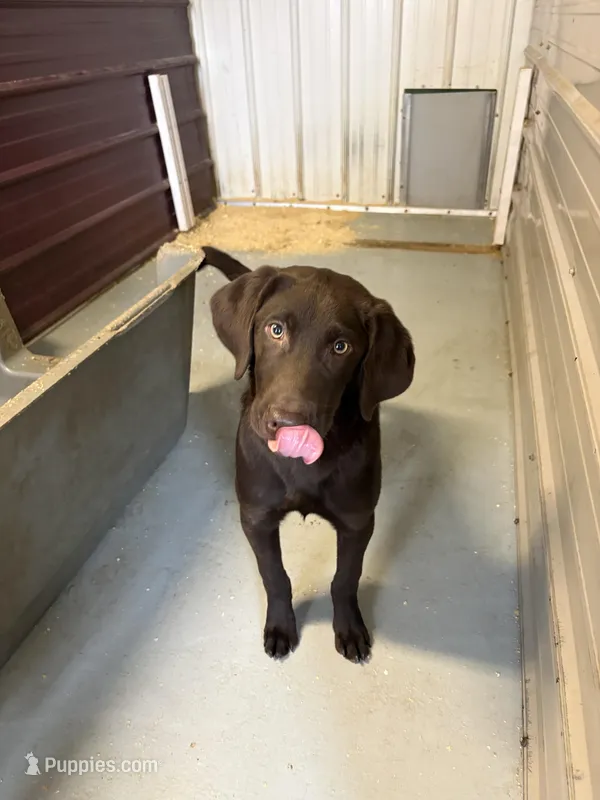 Jack – Labrador Retriever puppy for sale in Glencoe, MN