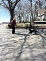 Jack, a male Labrador Retriever for sale in Glencoe, MN – Photo 2 of 2