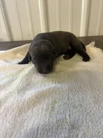 Chip, a male Labrador Retriever for sale in Glencoe, MN – 3 of 3
