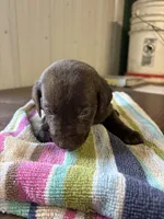 Jake, a male Labrador Retriever for sale in Glencoe, MN – 3 of 3