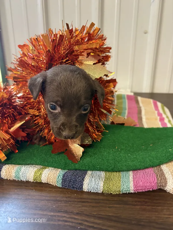 Peanut  – Labrador Retriever puppy for sale in Glencoe, MN