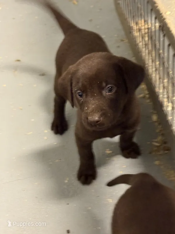 Faith  – Labrador Retriever puppy for sale in Glencoe, MN