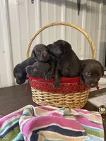 Champ, a male Labrador Retriever for sale in Glencoe, MN – 3 of 3