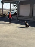 Leo, a male Labrador Retriever for sale in Glencoe, MN – Photo 4 of 4