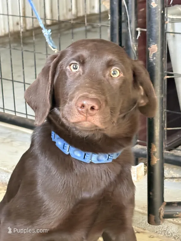 Leo – Labrador Retriever puppy for sale in Glencoe, MN