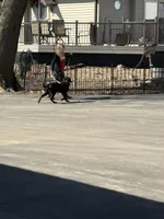 Leo, a male Labrador Retriever for sale in Glencoe, MN – Photo 3 of 4