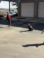 Leo, a male Labrador Retriever for sale in Glencoe, MN – Photo 2 of 4