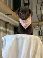 Hope, a female Labrador Retriever for sale in Glencoe, MN – 3 of 3