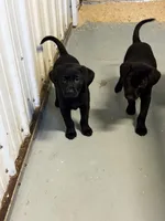 Tank, a male Labrador Retriever for sale in Glencoe, MN – Photo 3 of 3