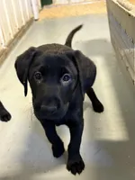 Tank, a male Labrador Retriever for sale in Glencoe, MN – Photo 2 of 3