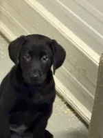 Tank, a male Labrador Retriever for sale in Glencoe, MN – Photo 1 of 3