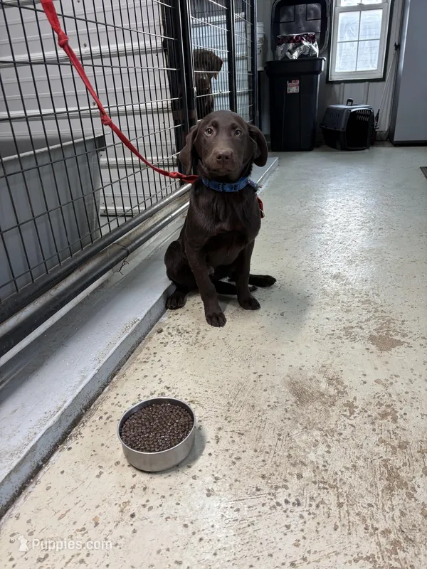 Jack – Labrador Retriever puppy for sale in Glencoe, MN
