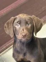 Jack, a male Labrador Retriever for sale in Glencoe, MN – Photo 1 of 3