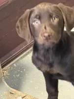 Jack, a male Labrador Retriever for sale in Glencoe, MN – Photo 2 of 3