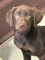 Jack, a male Labrador Retriever for sale in Glencoe, MN – Photo 3 of 3