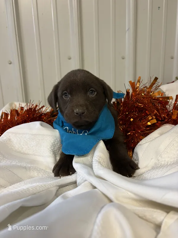 Joy – Labrador Retriever puppy for sale in Glencoe, MN