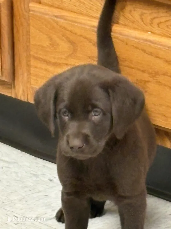 Charlie – Labrador Retriever puppy for sale in Glencoe, MN