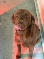 Boy, a male Labrador Retriever for sale in Glencoe, MN – 3 of 3