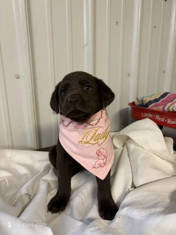 Lucy – Labrador Retriever puppy for sale in Glencoe, MN
