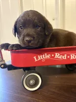 Champ, a male Labrador Retriever for sale in Glencoe, MN – 2 of 4