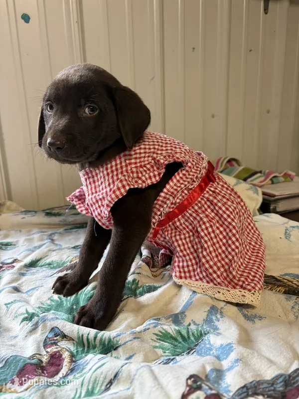 Hope – Labrador Retriever puppy for sale in Glencoe, MN
