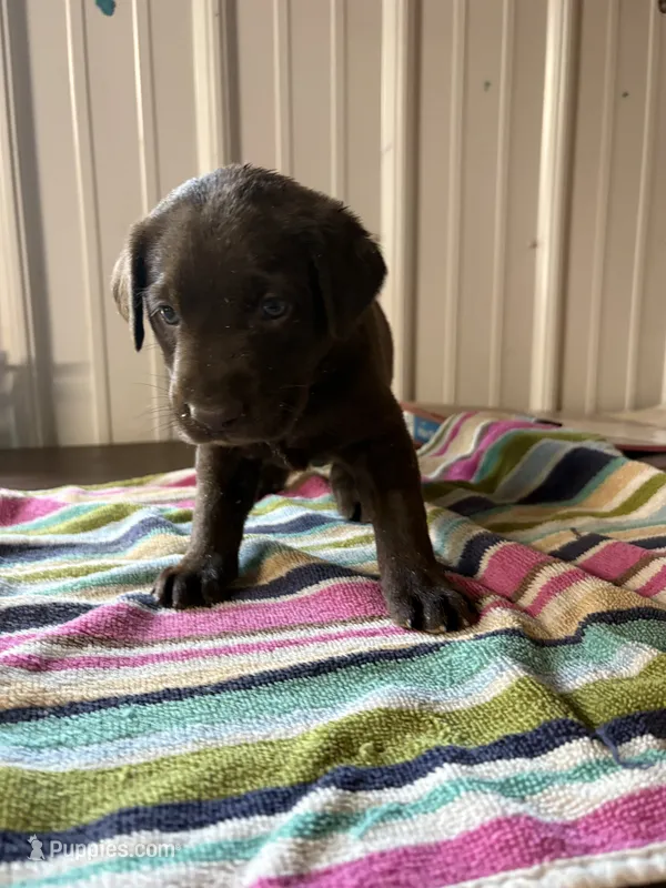 Primce – Labrador Retriever puppy for sale in Glencoe, MN
