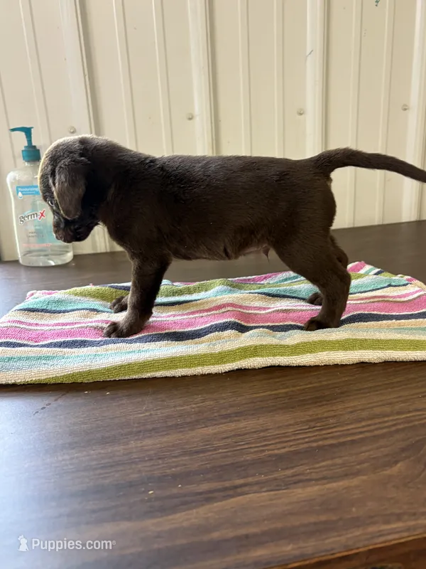 Champ – Labrador Retriever puppy for sale in Glencoe, MN