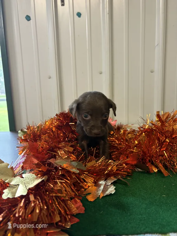 Faith  – Labrador Retriever puppy for sale in Glencoe, MN