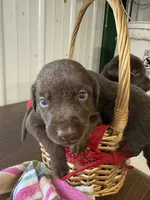 Champ, a male Labrador Retriever for sale in Glencoe, MN – 2 of 3