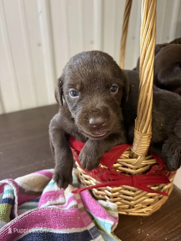 Champ – Labrador Retriever puppy for sale in Glencoe, MN