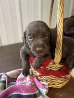 Champ, a male Labrador Retriever for sale in Glencoe, MN – 1 of 3