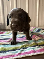 Goose , a male Labrador Retriever for sale in Glencoe, MN – 3 of 6