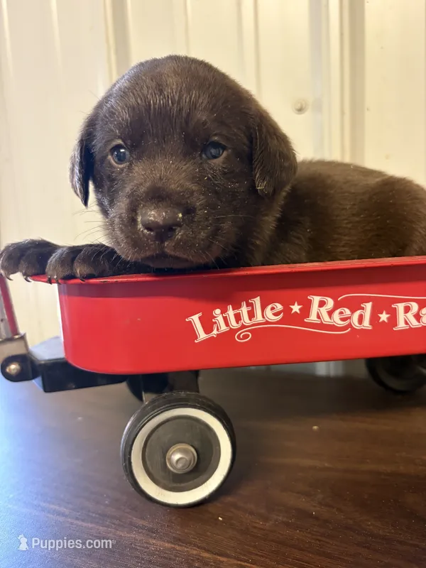 Champ – Labrador Retriever puppy for sale in Glencoe, MN
