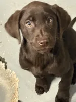 Jake, a male Labrador Retriever for sale in Glencoe, MN – Photo 3 of 3