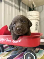 Goose, a male Labrador Retriever for sale in Glencoe, MN – 2 of 3