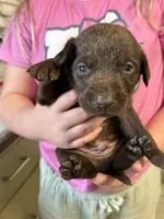 Peanut, a female Labrador Retriever for sale in Glencoe, MN – 2 of 3