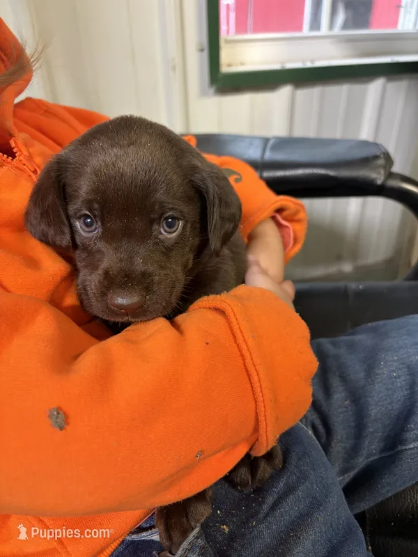 Lucy – Labrador Retriever puppy for sale in Glencoe, MN