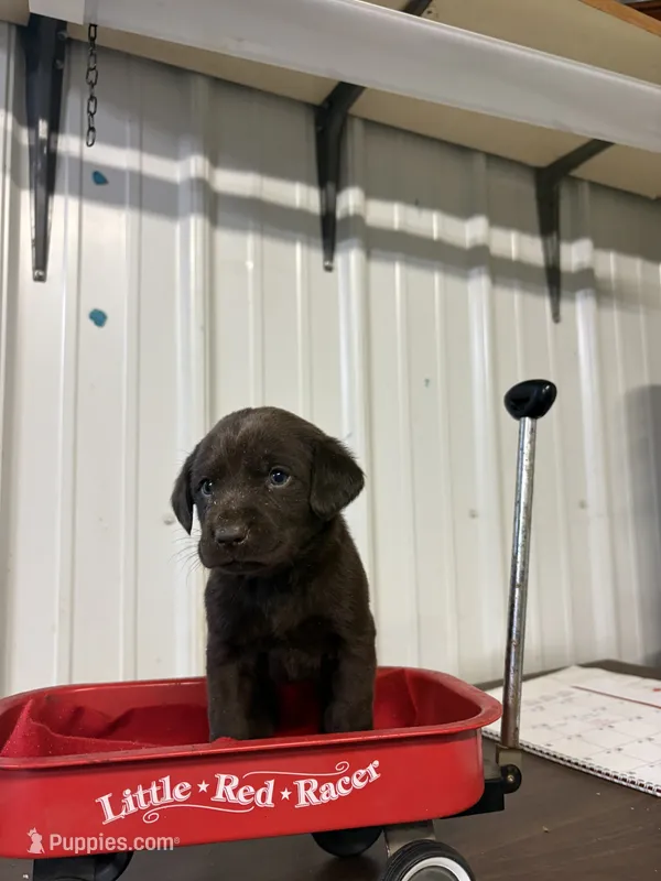 Autumn  – Labrador Retriever puppy for sale in Glencoe, MN