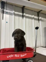 Autumn , a female Labrador Retriever for sale in Glencoe, MN – 1 of 3